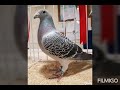 Топ  25 дивовижних голубів