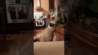 Сквозь стекло к рыбам хочет кот! #cats #shorts Тайские кошки -это чудо!  Funny Cats