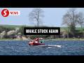 Stranded German whale immobile again after briefly freeing itself