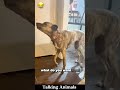 Talking Animals 😂 #funnyvideo #voiceover #petsoftiktok #lovedogs #funnytiktok #fyp #foryou #newyork