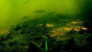 Подводная съёмка.Река Сейм.Июль 2023