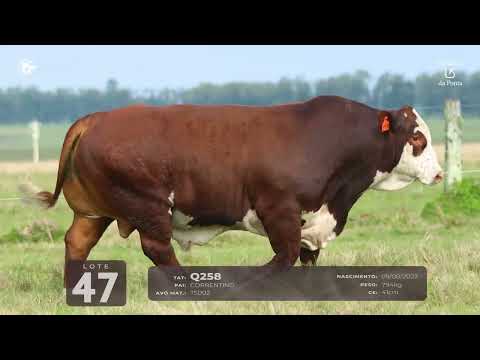 LOTE 47   TAT Q258 M Braford