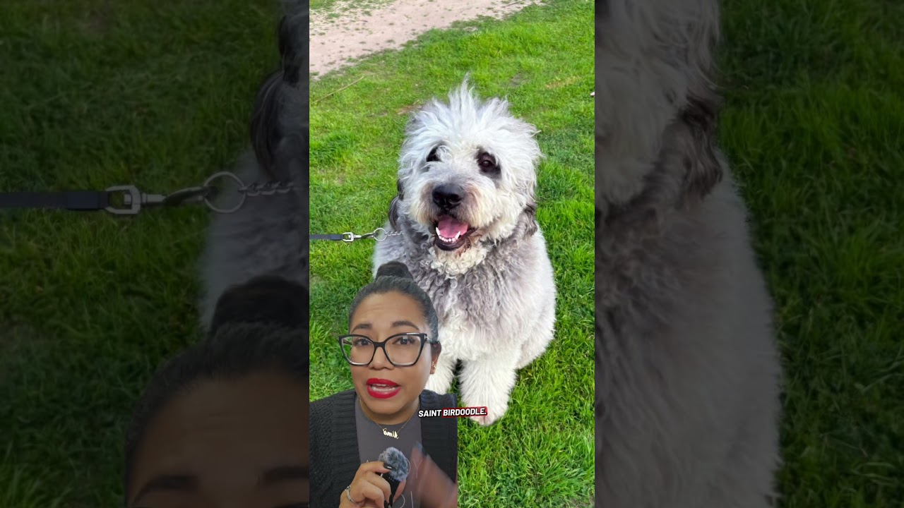 LAPD wrongfully k*lls family dog #la #losangeles #lapd #justiceforjameson #truecrime #crime #dog