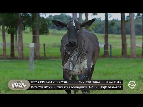 Lote 58 - IBIZ  2604