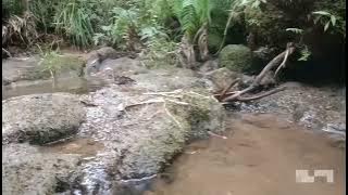 Lagu Manggarai Aku Kole Lau Go Weta ee🙏🏻