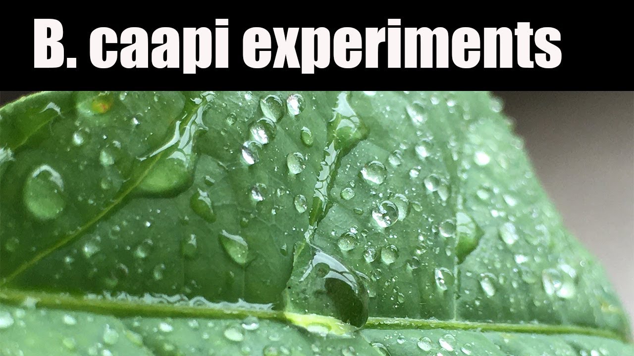 B. caapi future experiments. Growing my new cutting