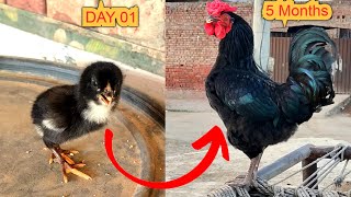 Birds Grow Up very fast || Now from baby chick To adult rooster result || growth stages for 150 days