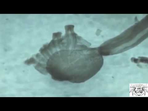 Vídeo: El Calamar Gigante Resultó Ser Melancólico - Vista Alternativa