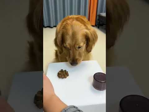 У собаки депрессия теперь!!!