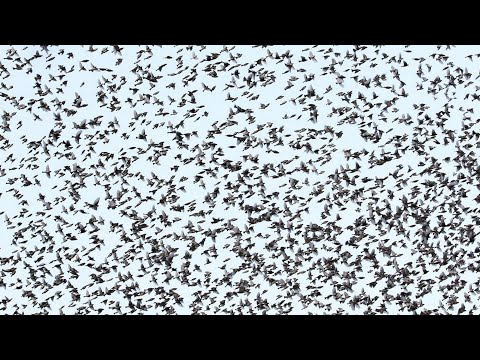 Βίντεο: Είναι ένα κοπάδι πουλιών;
