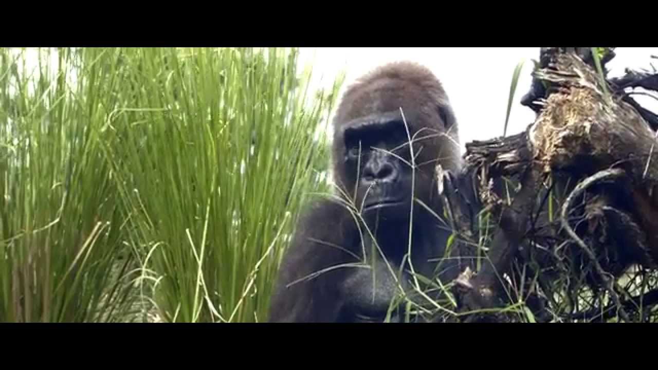 Canon XC10 Houston Zoo Gorilla Exhibit CLog YouTube