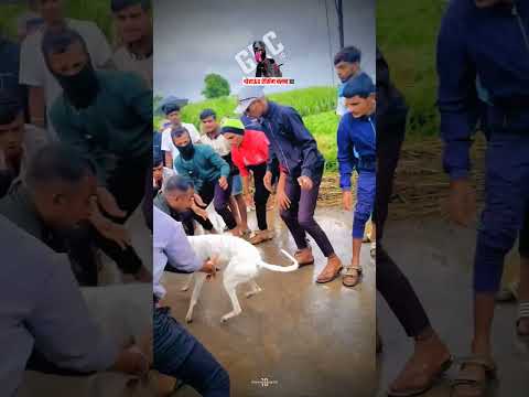 dog res Kolhapur🔥👑|