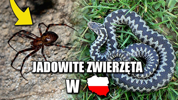 NAJBARDZIEJ JADOWITE ZWIERZĘTA W POLSCE!