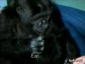 Koko learns to sign Eat, Food, and More as a baby gorilla