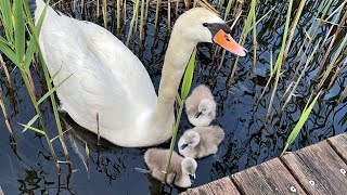 Swan cygnets, the first launch. Rare footage!