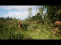 Unreal engine 53  mawi  meadow forest animal ai test unrealengine ue5 gamedev