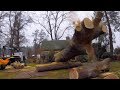 Taking Down a Big Black Oak