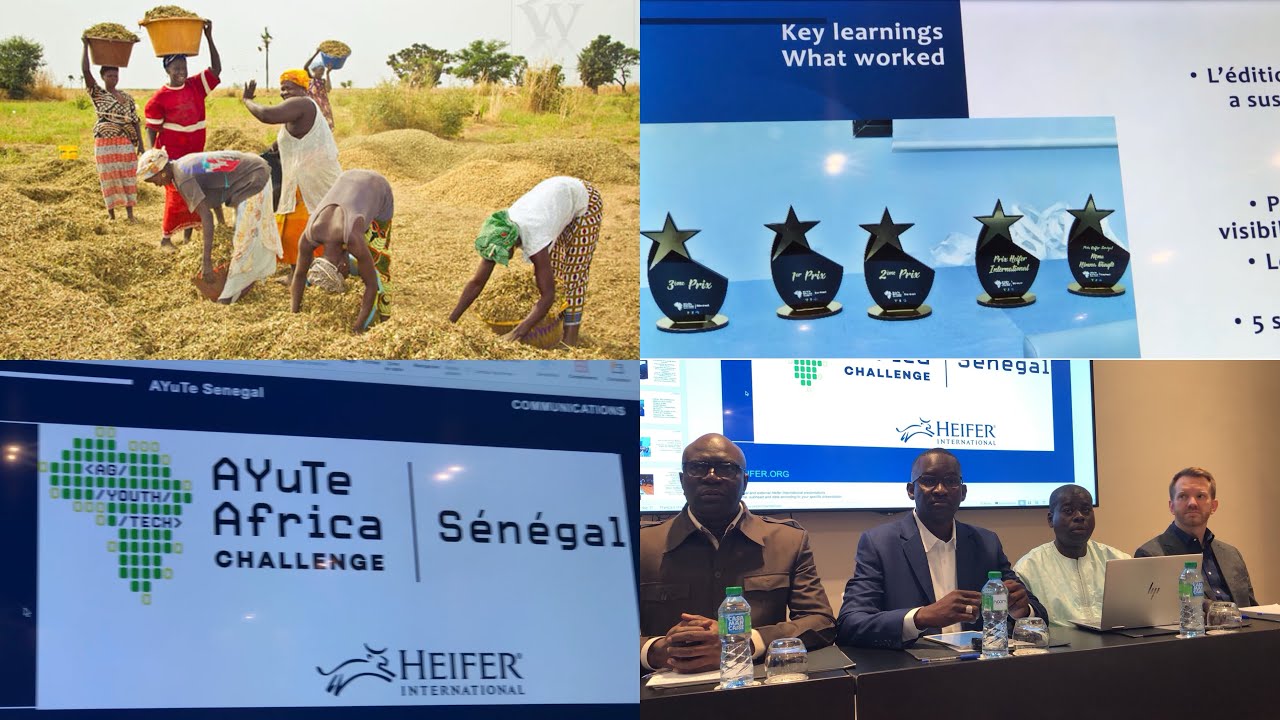 Innovation agricole : Heifer International lance la 4e édition AYuTe ...