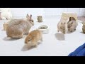五つ子赤ちゃん大はしゃぎ