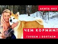 Акита Ину | Чем кормить собаку | Гуляем и болтаем