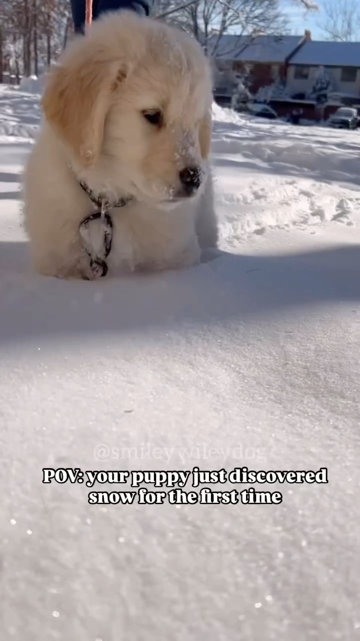 #JasonDeruloTV // So Cute ? #GotPermissionToPost From @smileywileydog #SlowLow