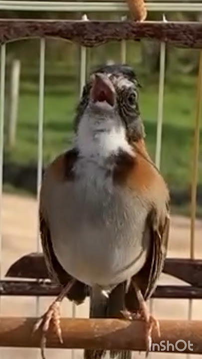 OLHA O CANTO DESSE TICO TICO ! #ticotico #birds #passarosdobrasil