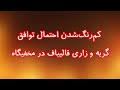 کم رنگ شدن احتمال توافق گریه و زاری قالیباف در مخفیگاه 