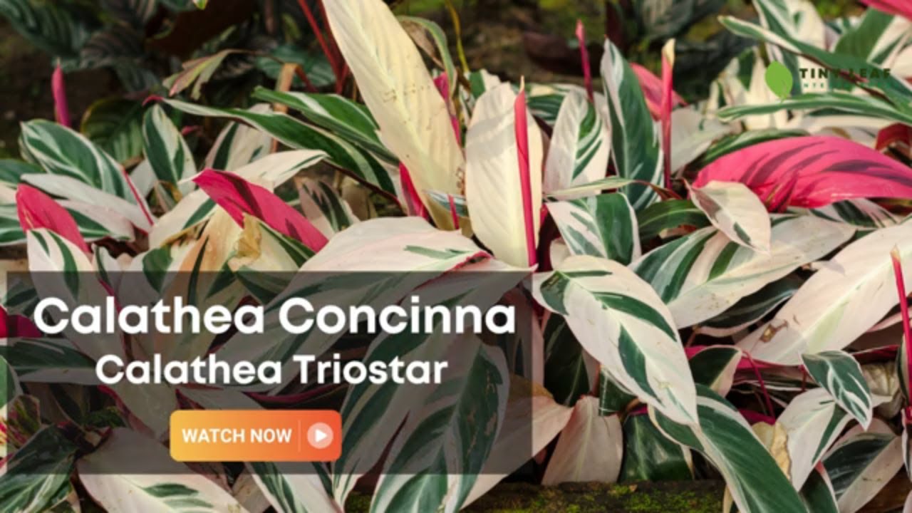 Calathea Concinna | Calathea Triostar | Stromanthe Sanguinea