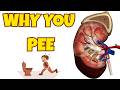 How Your Kidneys Make Urine: Kidney Physiology Explained Simply