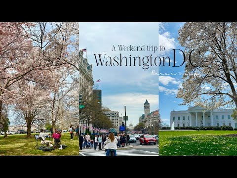 🇺🇸워싱턴D.C.여행🌸백악관부터 벚꽃축제까지 필수명소 총정리 | 로컬들이 추천하는 D.C.맛집 대방출 | 미국 워싱턴D.C. 여행 브이로그