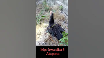 Ugonjwa Kikohozi Mafua Kwa Kuku 