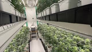 Ca Indoor Medical Grow - LED Homegrow