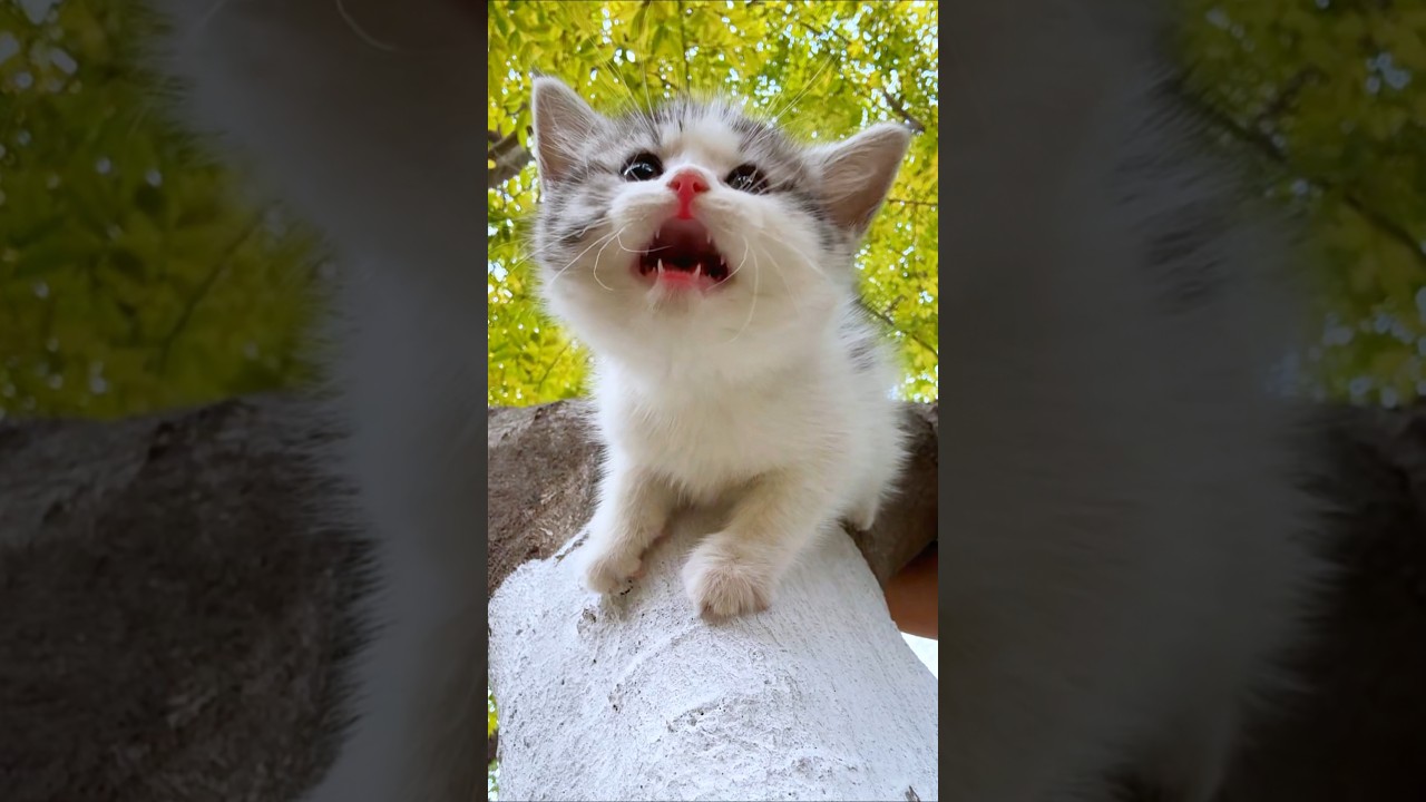 🐱🎶 Meow Beats ON! 🔊😻 