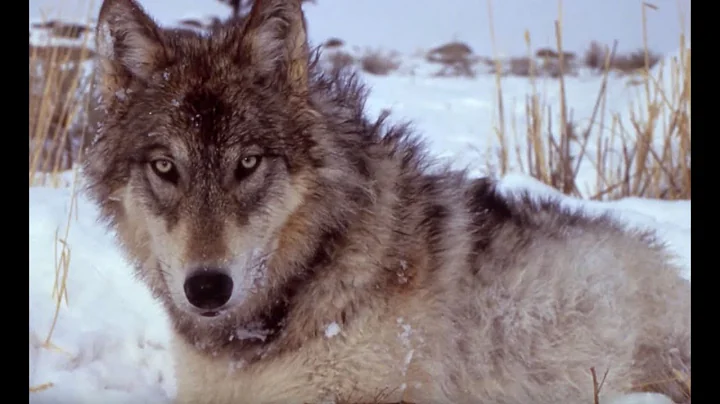 Yellowstone Wolves | The Henry Ford's Innovation N...