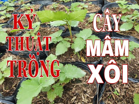 Video: Một Số Giống Cây Mâm Xôi, Nho Và Táo Với Quả Lớn