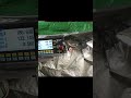 шотик про проточку поршней
