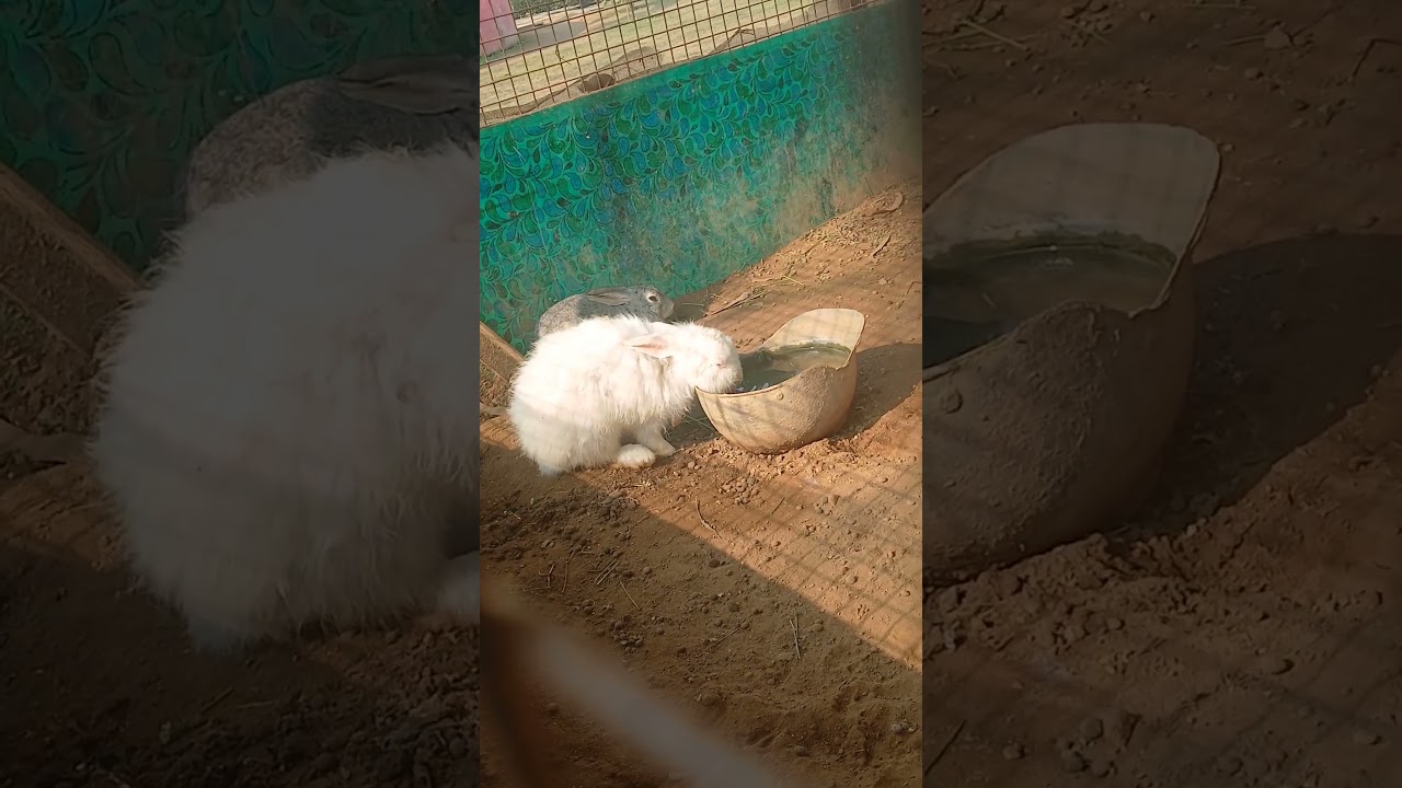 Tiny Paws, Endless Joy 