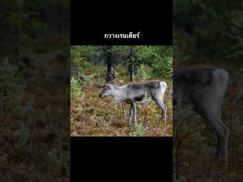 กวางเรนเดียร์ #อาร์กติก #กวาง #คาริบู #สัตว์ #สารคดีสัตว์