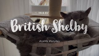 Cat life lazy days be like.. 💙🐾😍 by British Shelby 21 views 2 years ago 21 seconds