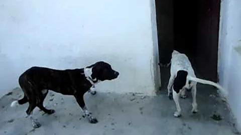 belinda y pinto