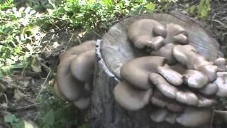 Вешенка на пнях (Pleurotus ostreatus)