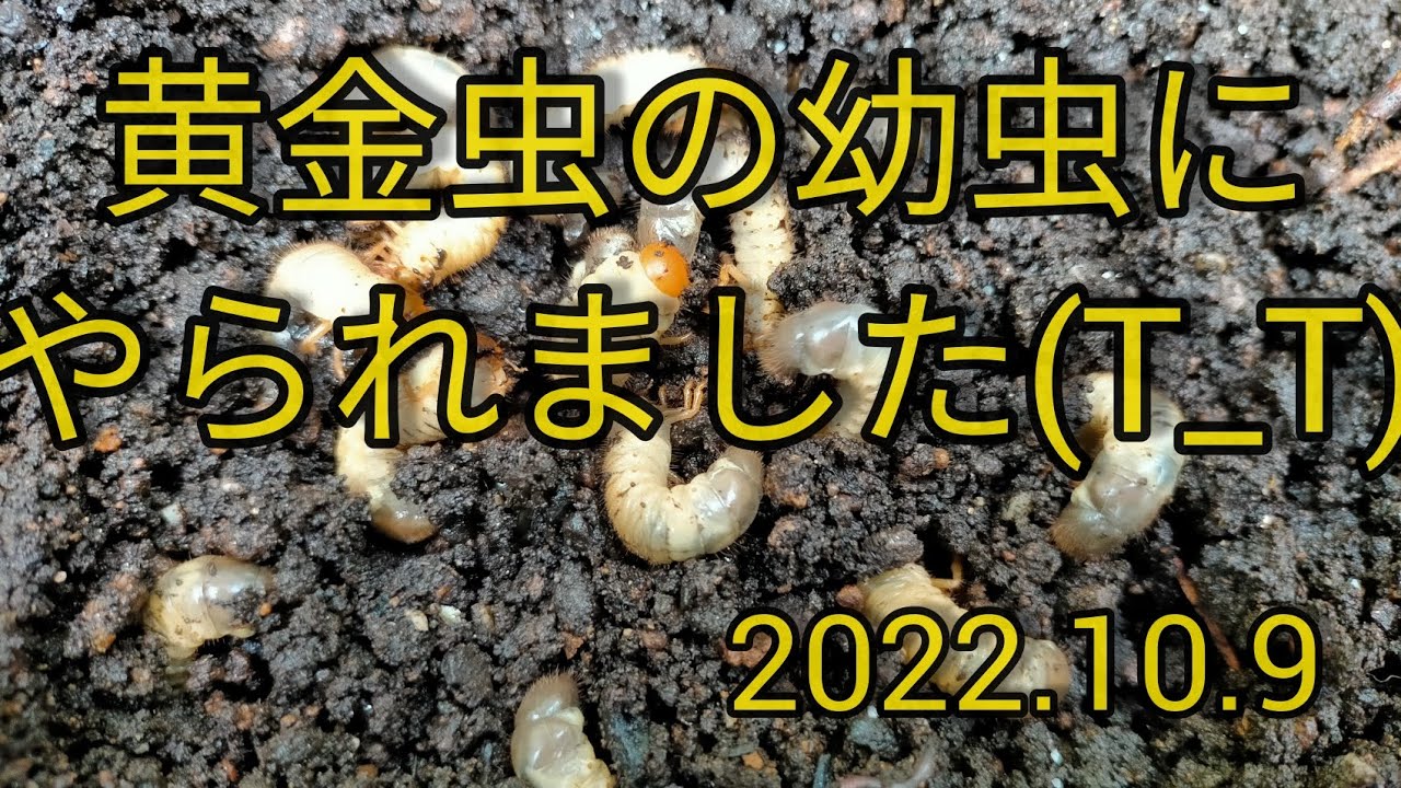 黄金虫にやられました 22 10 9 Youtube