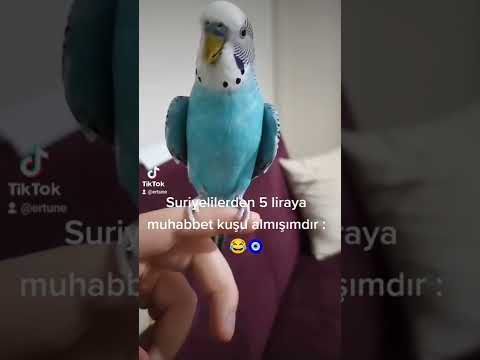 Suriyeli muhabbet kuşu 😄 #short #fyp #muhabbetkuşu #reels #tiktok #tiktokvideo