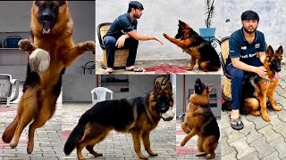 Having fun with my cute 6 months old long coat german shepherd puppy 🐶 by Saksham7000(All Rounder) 7,009 views 1 year ago 9 minutes, 3 seconds