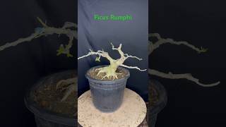 ficus rumphi bonsai bonsai lover subhashish ghoshshorts