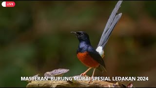 MASTERAN I SPESIAL LEDAKAN 2024 KOMPILASI MEWAH UNTUK SEMUA JENIS BURUNG MURAI BATU DAN CUCAK IJO