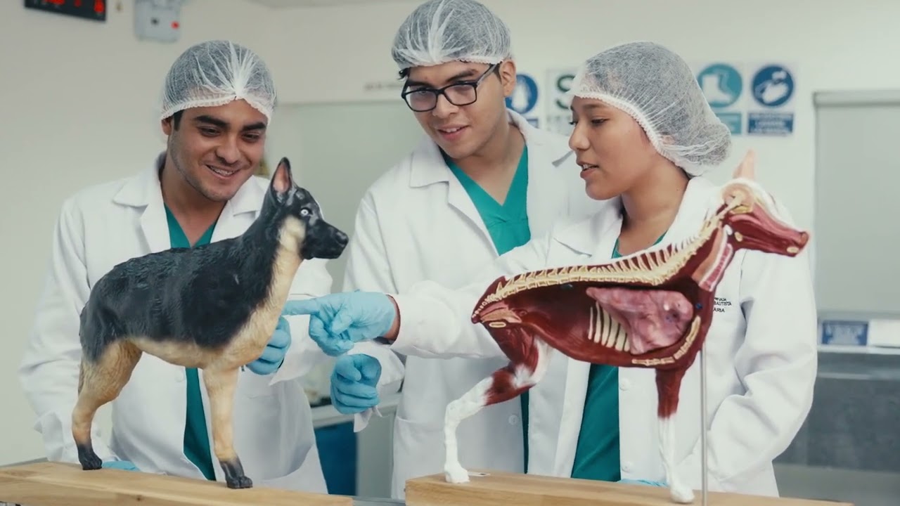 Estudia Medicina Veterinaria y Zootecnia en la UPSJB🩺❤️