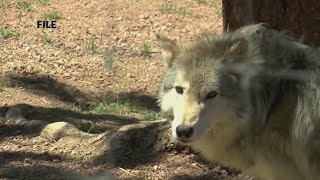Range riders to help Colorado ranchers with wolves