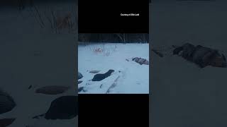 This otter is unimpressed by a nearby dead beaver #outdoors #wildlife #maine #trailcamera
