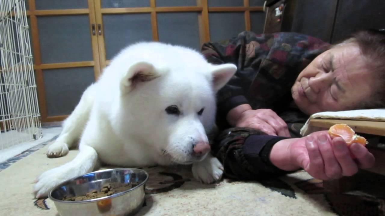 秋田犬げんき 暖かいお部屋で美味しいみかんを食べる Akita Dog Youtube